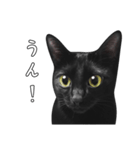 苦悩の黒猫（日本語Ver.）（個別スタンプ：13）