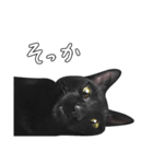 苦悩の黒猫（日本語Ver.）（個別スタンプ：15）