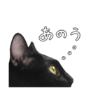 苦悩の黒猫（日本語Ver.）（個別スタンプ：17）