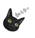 苦悩の黒猫（日本語Ver.）（個別スタンプ：19）