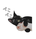 苦悩の黒猫（日本語Ver.）（個別スタンプ：22）