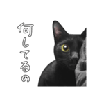 苦悩の黒猫（日本語Ver.）（個別スタンプ：23）