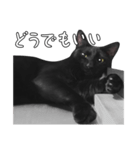 苦悩の黒猫（日本語Ver.）（個別スタンプ：36）