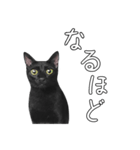 苦悩の黒猫（日本語Ver.）（個別スタンプ：40）