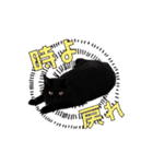 30人の黒猫Plus（個別スタンプ：8）