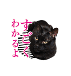 30人の黒猫Plus（個別スタンプ：10）