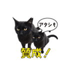 30人の黒猫Plus（個別スタンプ：12）