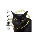 30人の黒猫Plus（個別スタンプ：13）