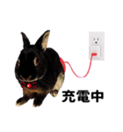 30人の黒猫Plus（個別スタンプ：22）