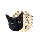 30人の黒猫Plus（個別スタンプ：26）