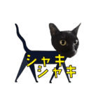 30人の黒猫Plus（個別スタンプ：29）