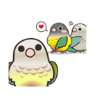 鳥妹-ウロコインコ達のミーム（個別スタンプ：13）