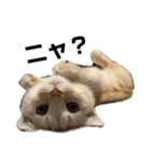 猫のアルくん1（個別スタンプ：1）
