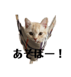 猫のアルくん1（個別スタンプ：2）