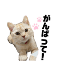 猫のアルくん1（個別スタンプ：3）