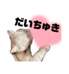 猫のアルくん1（個別スタンプ：4）