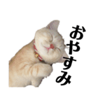 猫のアルくん1（個別スタンプ：5）