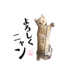 猫のアルくん1（個別スタンプ：7）