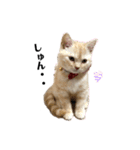 猫のアルくん1（個別スタンプ：9）