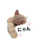 猫のアルくん1（個別スタンプ：11）