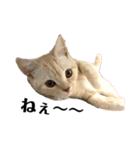猫のアルくん1（個別スタンプ：12）