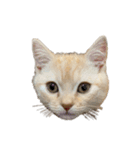 猫のアルくん1（個別スタンプ：13）