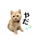 猫のアルくん1（個別スタンプ：14）