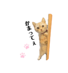 猫のアルくん1（個別スタンプ：16）