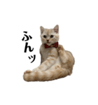 猫のアルくん1（個別スタンプ：18）