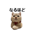 猫のアルくん1（個別スタンプ：20）