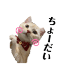 猫のアルくん1（個別スタンプ：21）