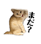 猫のアルくん1（個別スタンプ：23）
