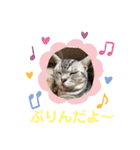 かわいいぷりんだにゃん（個別スタンプ：1）