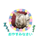 かわいいぷりんだにゃん（個別スタンプ：6）