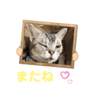 かわいいぷりんだにゃん（個別スタンプ：8）