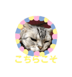 かわいいぷりんだにゃん（個別スタンプ：14）
