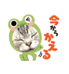 かわいいぷりんだにゃん（個別スタンプ：24）