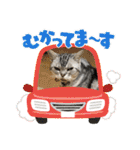 かわいいぷりんだにゃん（個別スタンプ：26）