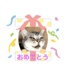 かわいいぷりんだにゃん（個別スタンプ：28）