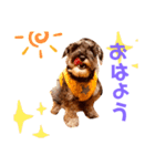 ミニチュアシュナウザーカールくん！仔犬（個別スタンプ：1）