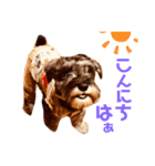 ミニチュアシュナウザーカールくん！仔犬（個別スタンプ：2）