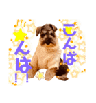 ミニチュアシュナウザーカールくん！仔犬（個別スタンプ：3）