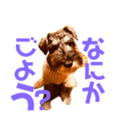 ミニチュアシュナウザーカールくん！仔犬（個別スタンプ：4）
