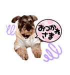 ミニチュアシュナウザーカールくん！仔犬（個別スタンプ：6）