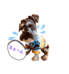 ミニチュアシュナウザーカールくん！仔犬（個別スタンプ：7）