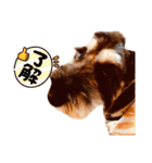 ミニチュアシュナウザーカールくん！仔犬（個別スタンプ：8）
