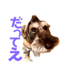ミニチュアシュナウザーカールくん！仔犬（個別スタンプ：9）
