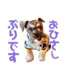 ミニチュアシュナウザーカールくん！仔犬（個別スタンプ：10）