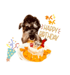 ミニチュアシュナウザーカールくん！仔犬（個別スタンプ：12）