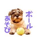 ミニチュアシュナウザーカールくん！仔犬（個別スタンプ：13）